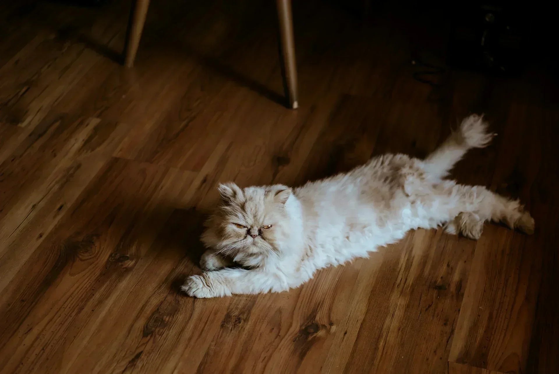 chat-himalayen-sur-plancher-de-bois-franc-brun