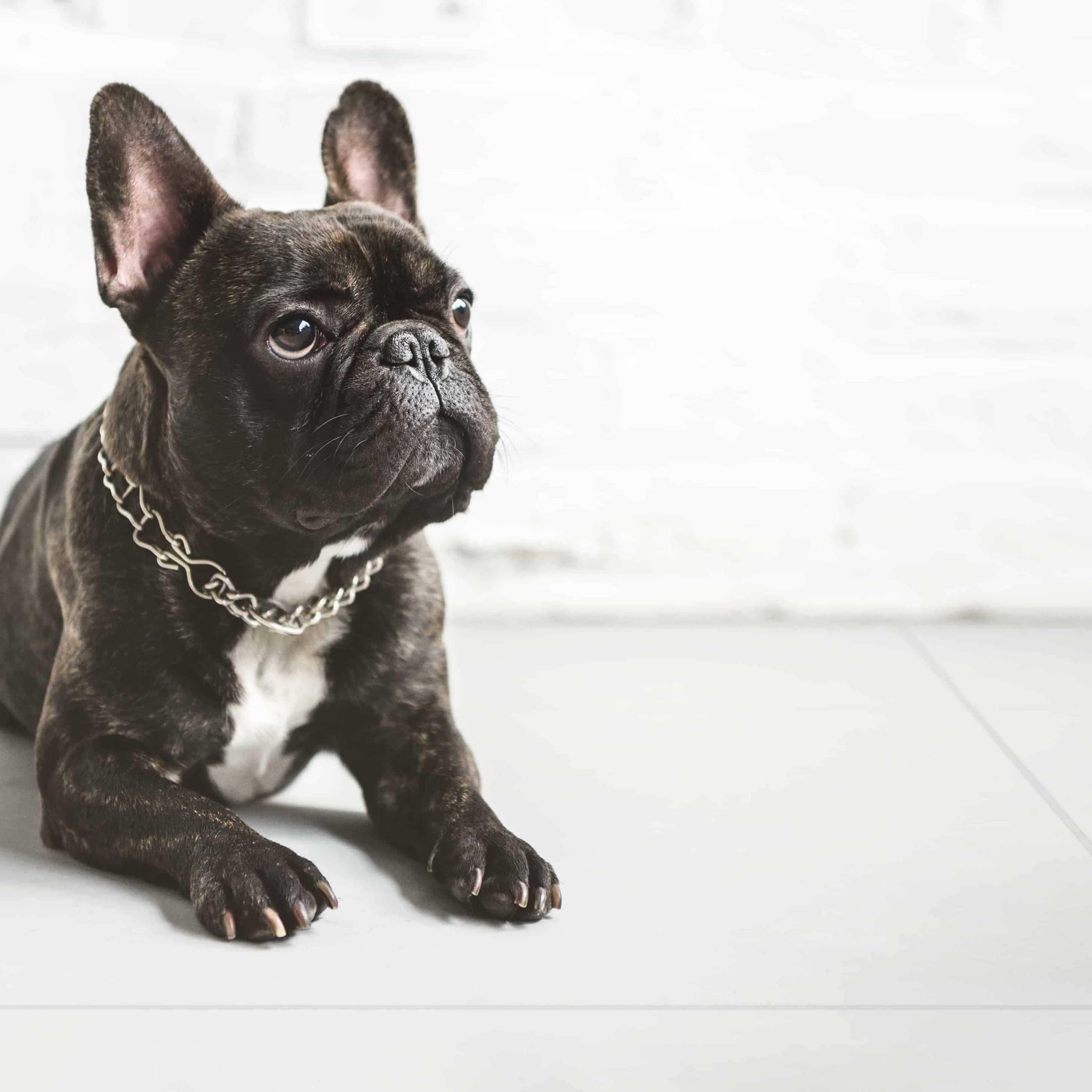 Carreaux de céramique | Collection Iceland - 24 po x 24 po